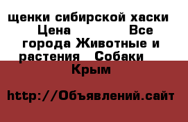 щенки сибирской хаски  › Цена ­ 10 000 - Все города Животные и растения » Собаки   . Крым